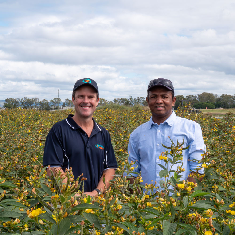 Two men standing waist deep in flowering pigeon pea crop
