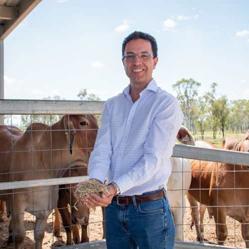 Luis Prada e Silva standing holding feed in front a feedlot of cattle 