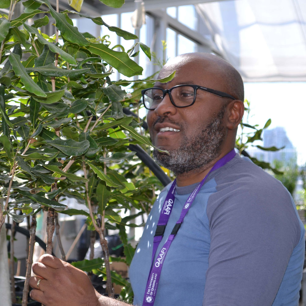 Femi Akinsanmi looking at a macadamia plant