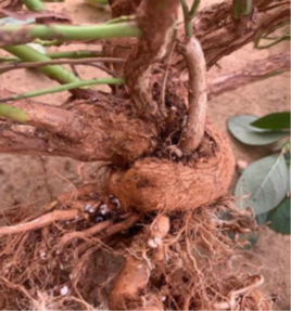 Severe example of root wrapping in blueberry