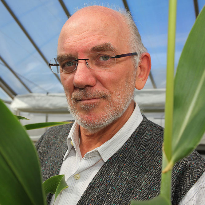 Headshot of Prof Graeme Hammer in a greenhouse with greenery around him