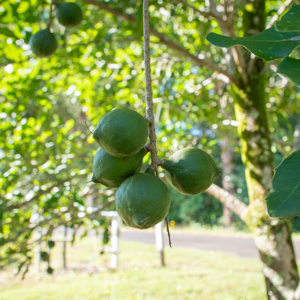 Macadamia still green hanging from tree at Maroochy Research Station