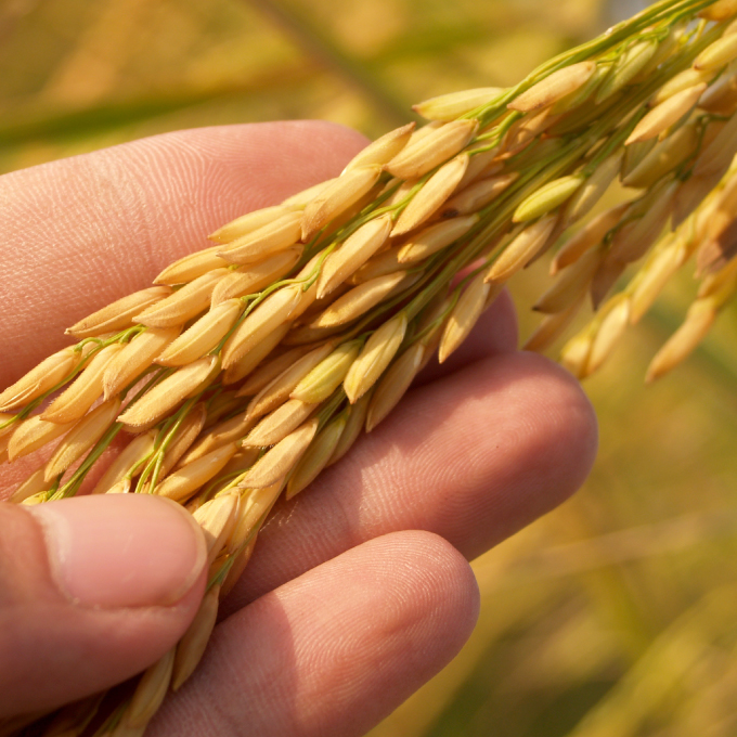 Scientists Closer To Enhancing Dietary Fibre Properties In Wheat 