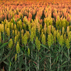 Study adds move value to sorghum for human food markets - Queensland ...