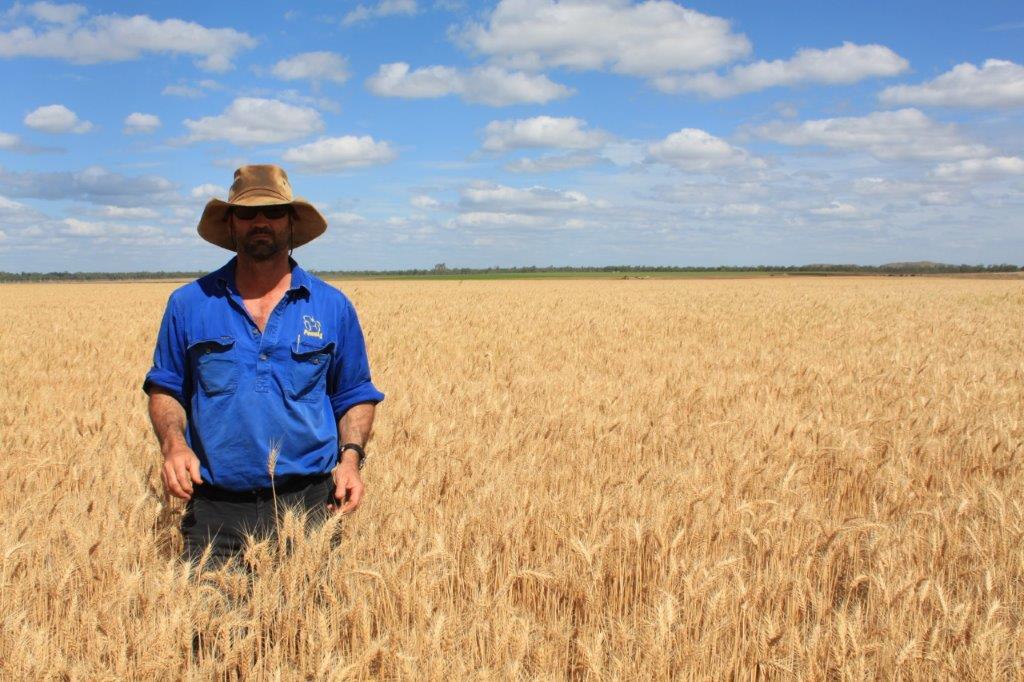 farm crops wheat