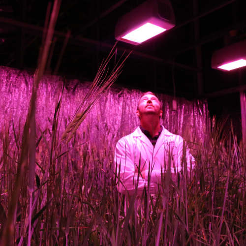 Dr Lee Hickey in the speed crop breeding lab 