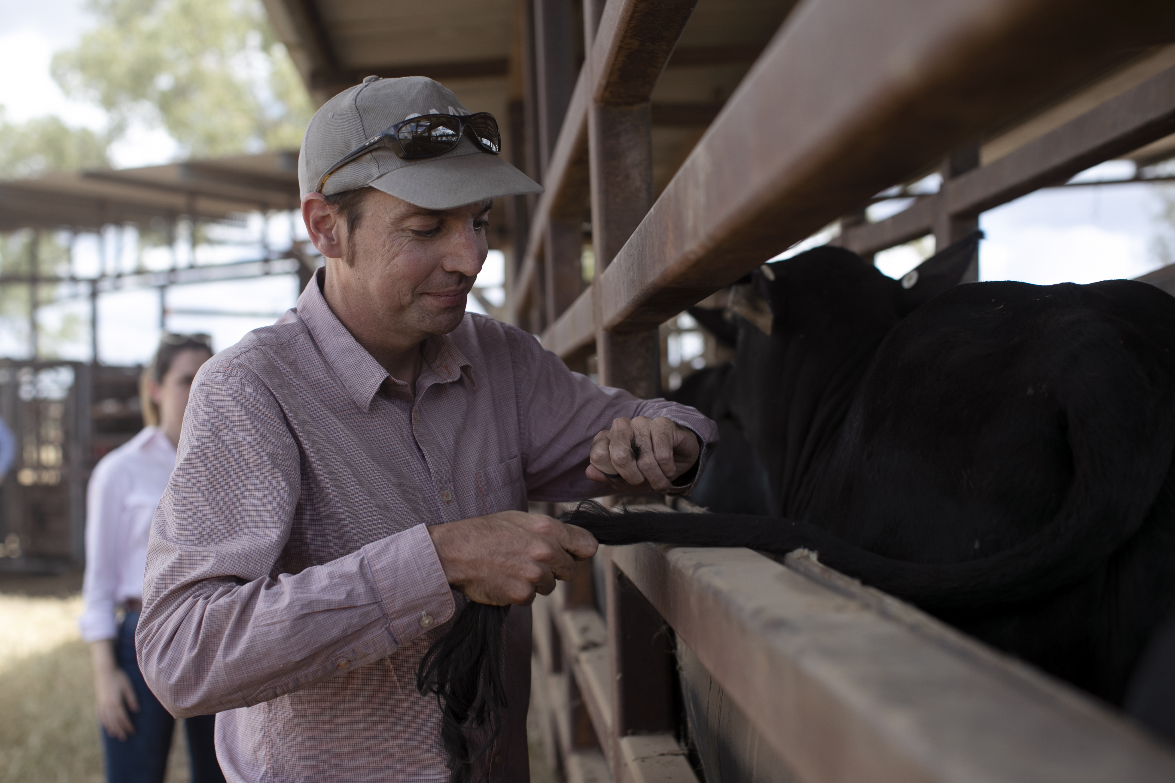  Prof Ben Hayes taking a tail hair sample for DNA analysis from cattle near Rockhampton, Central QLD