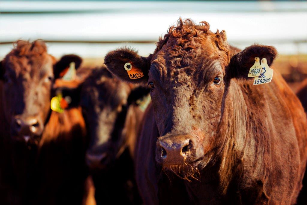 Australian Agricultural Company cattle