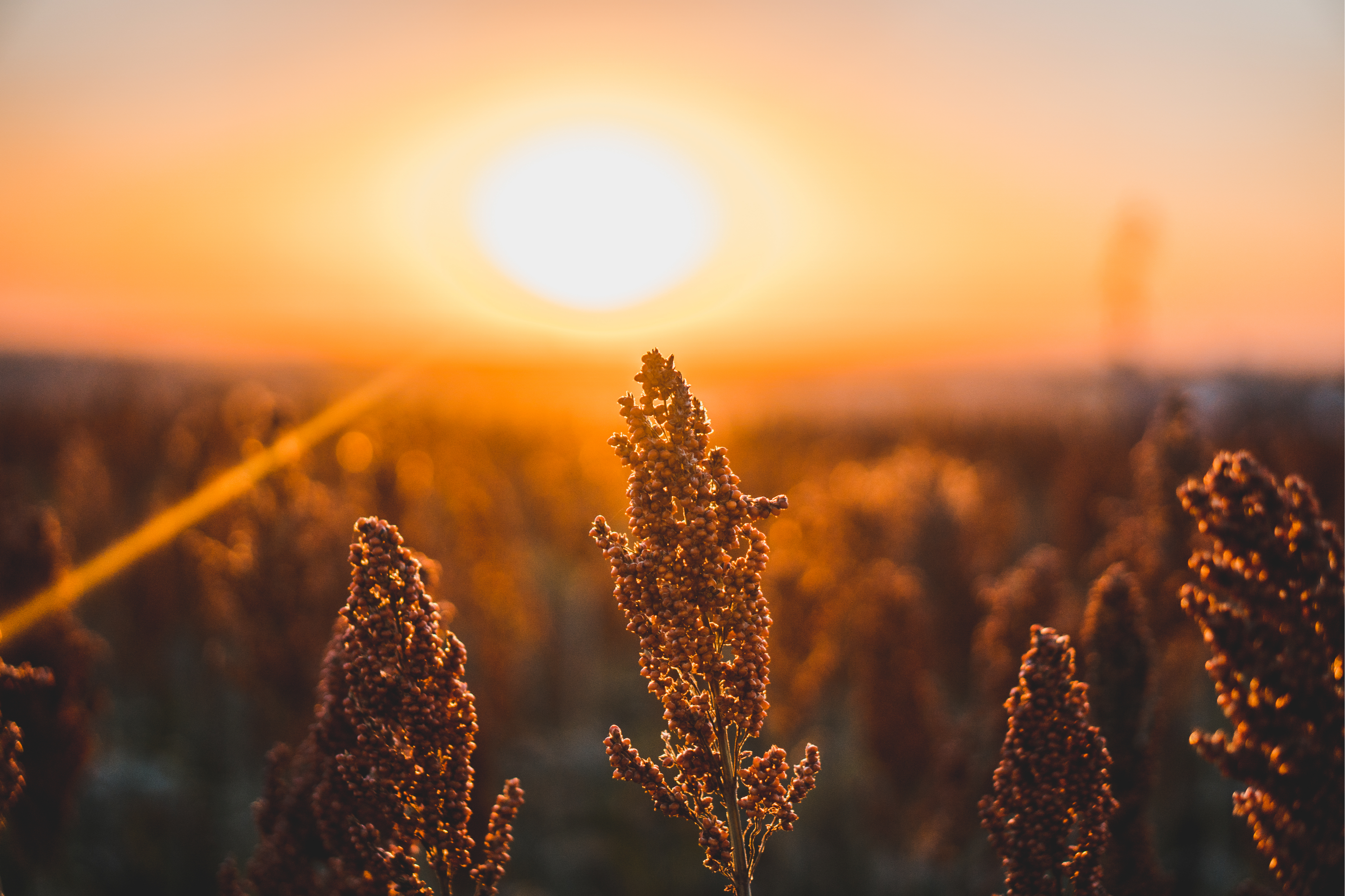 Sorghum in the field. (Stock image)