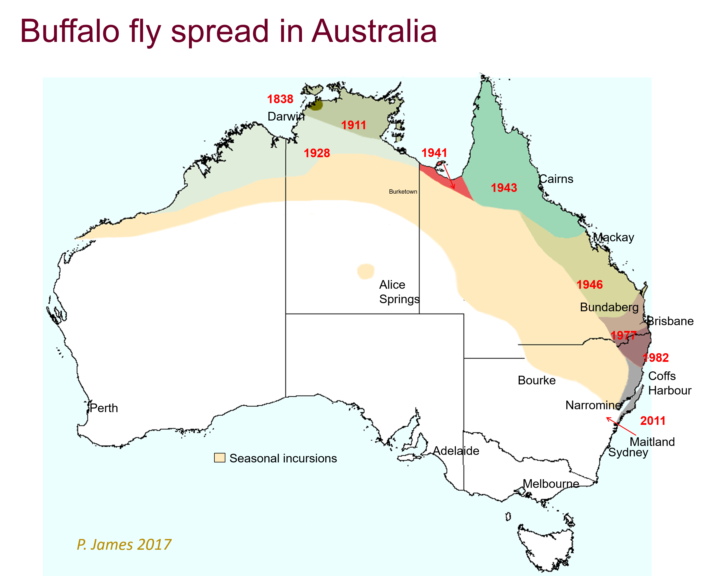 Mao of buffalo fly spread in Australia