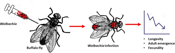 Transinfection of buffalo fly with Wolbachia