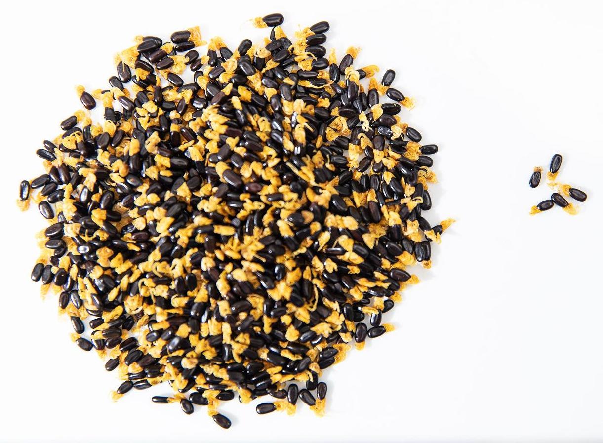 exploring-the-cultural-heritage-and-nutrition-of-wattle-seeds