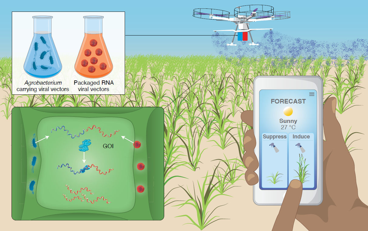 Transient spray-on viral technology is applied to improve crop performance in response to real-time environmental conditions