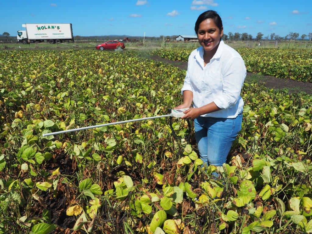 growing mung beans experiment