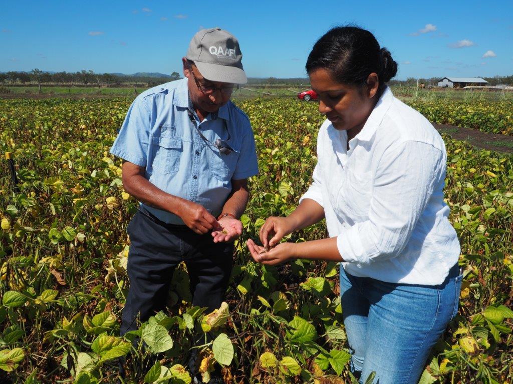 growing mung beans experiment