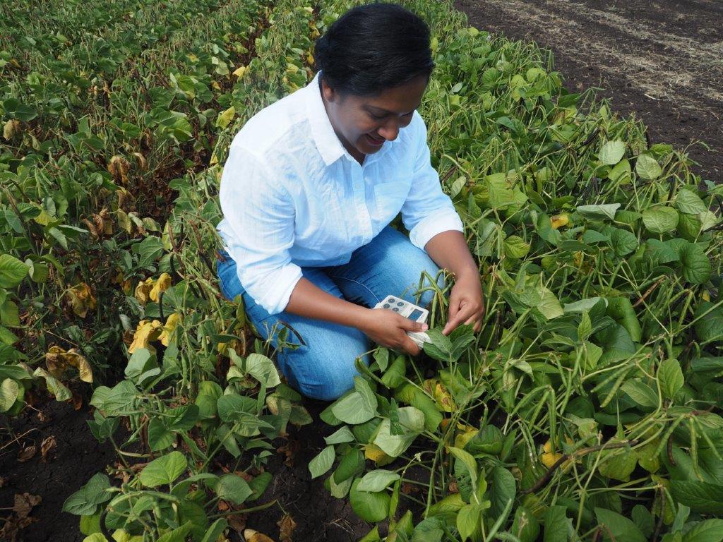 growing mung beans experiment