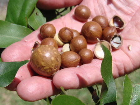 Nuts from M. integrifolia and M. jansenii. Photo courtesy of Scott Lamond