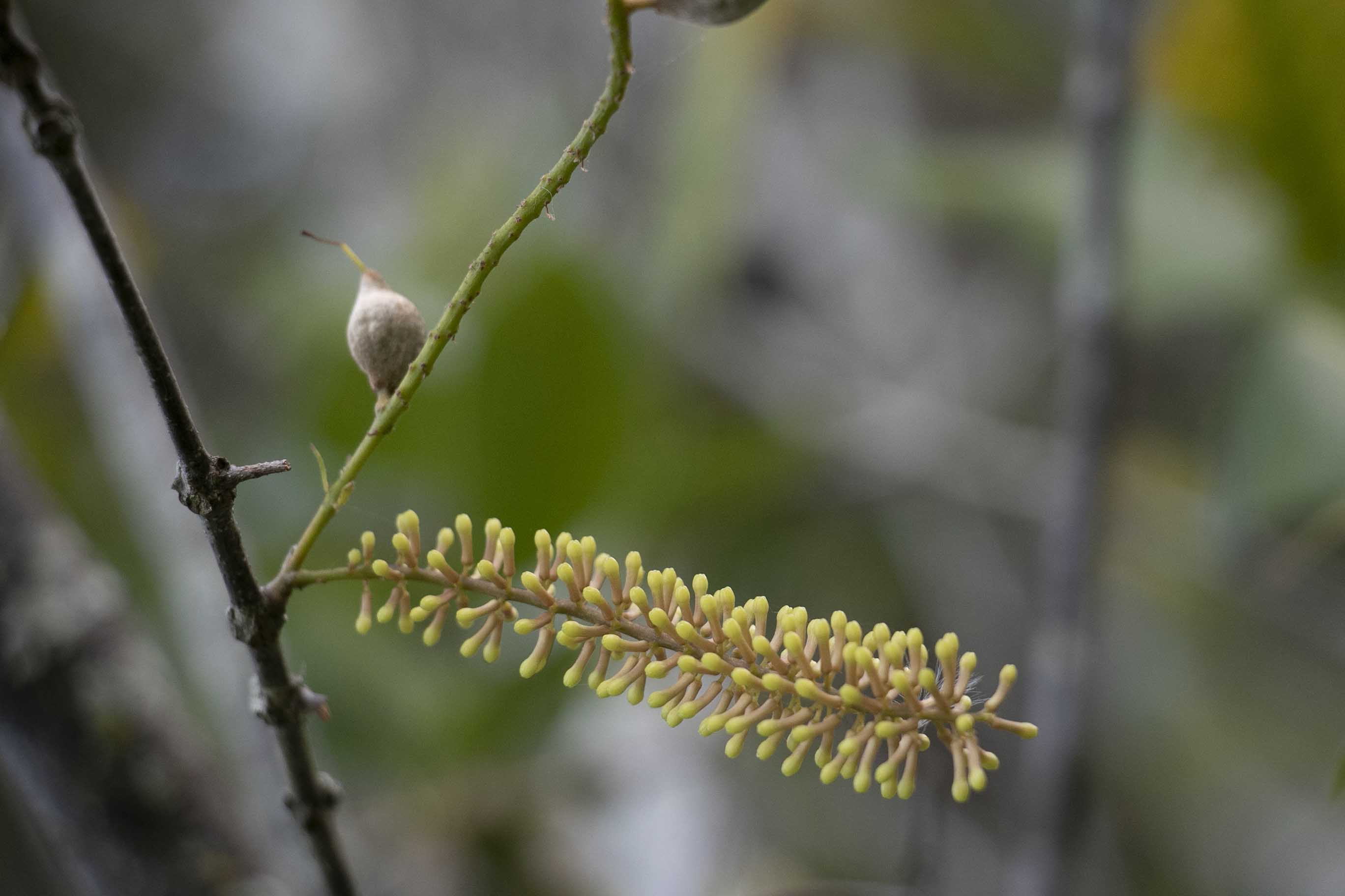 Macadamia jansenii raceme - Photo supplied by Genome Innovation Hub, University of Queensland