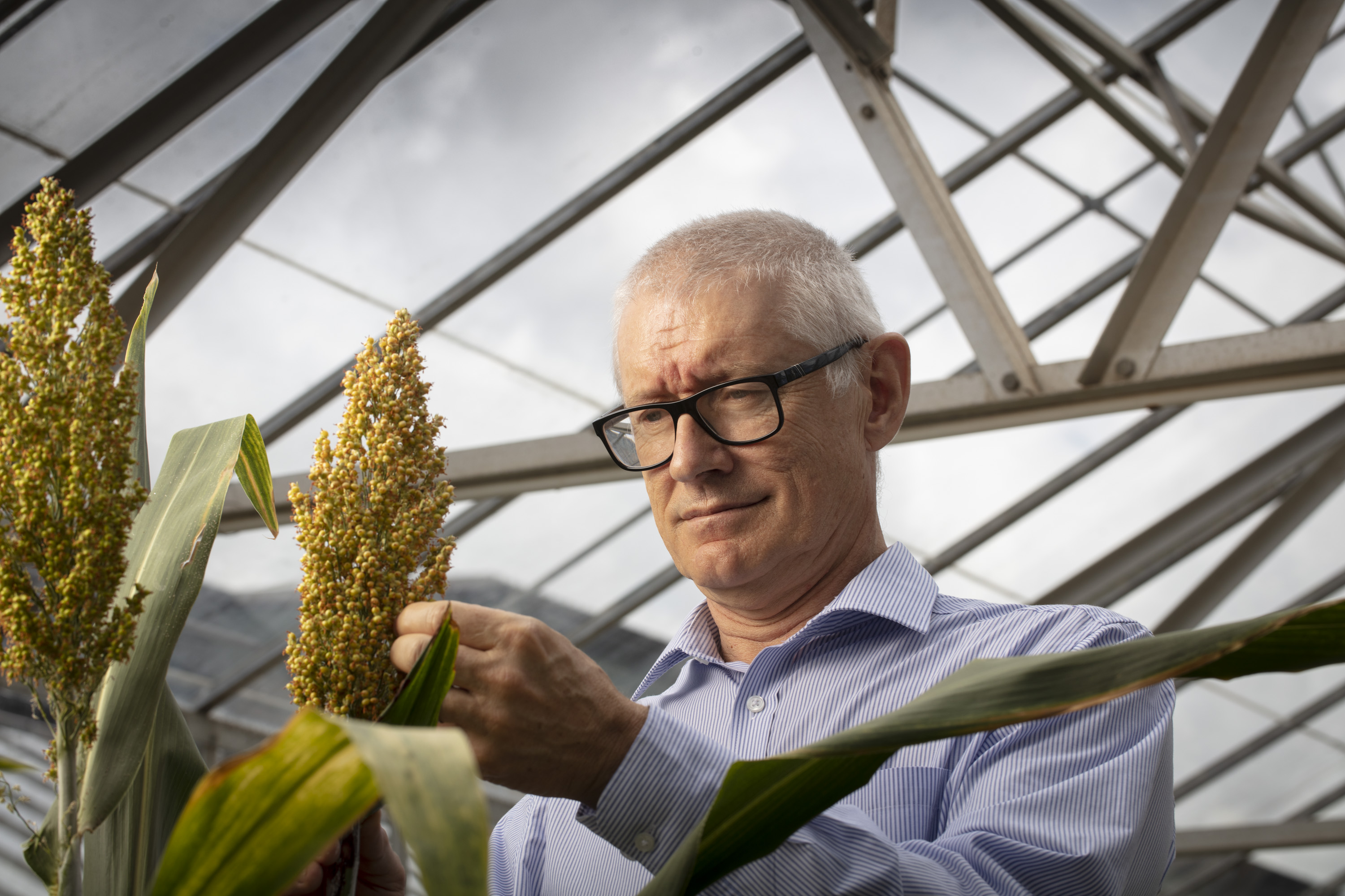 Professor Matthew Morell, Director, QAAFI at University of Queensland – with sorghum in a glasshouse.