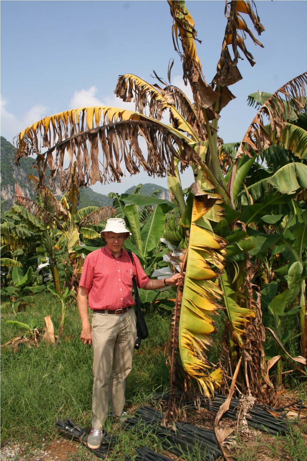 Fusarium wilt TR4 in China Andre Drenth