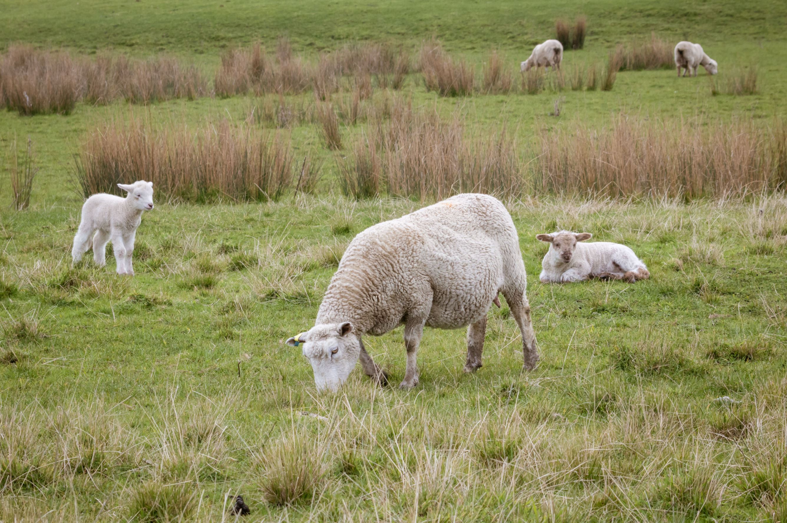 Sheep the the field