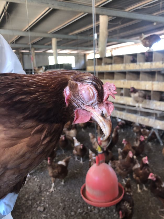 Vaccination Program For Gamefowl