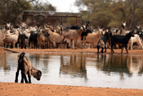 Australian rangeland goats