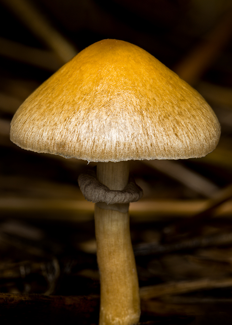 Gold Cap A trip into the therapeutic potential of Australia’s native magic ...