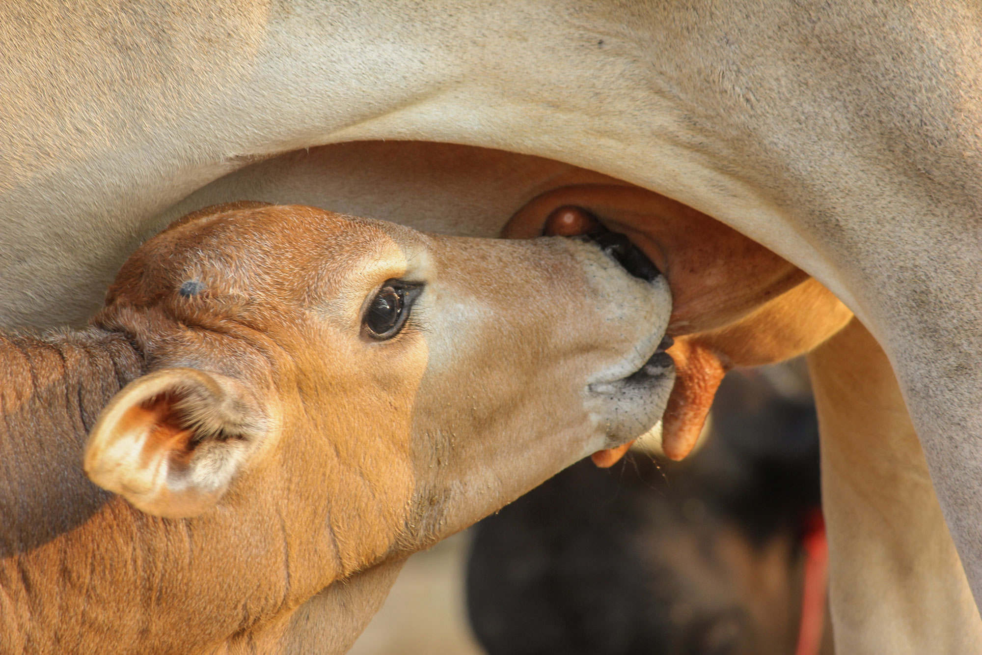 Staying alive: Improving milk delivery and calf survival - Queensland ...