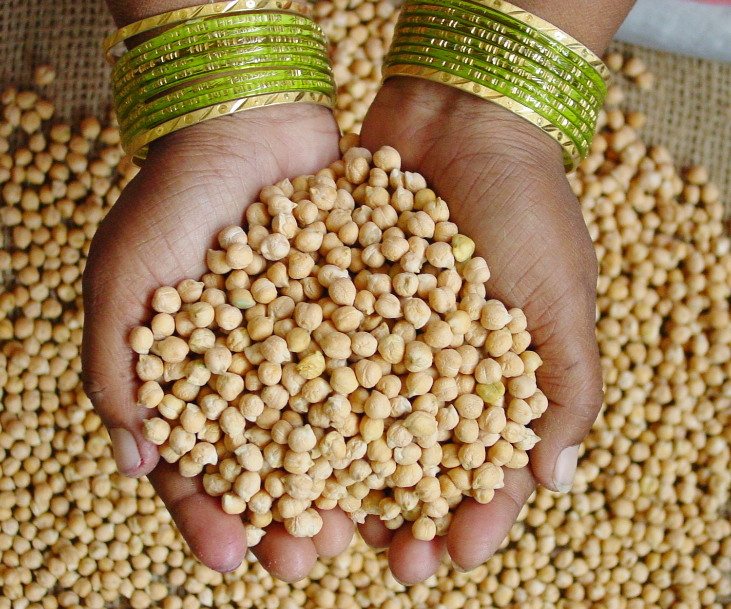 Hand holding chickpea seeds. Supplied by Dr Rajeev Varshney