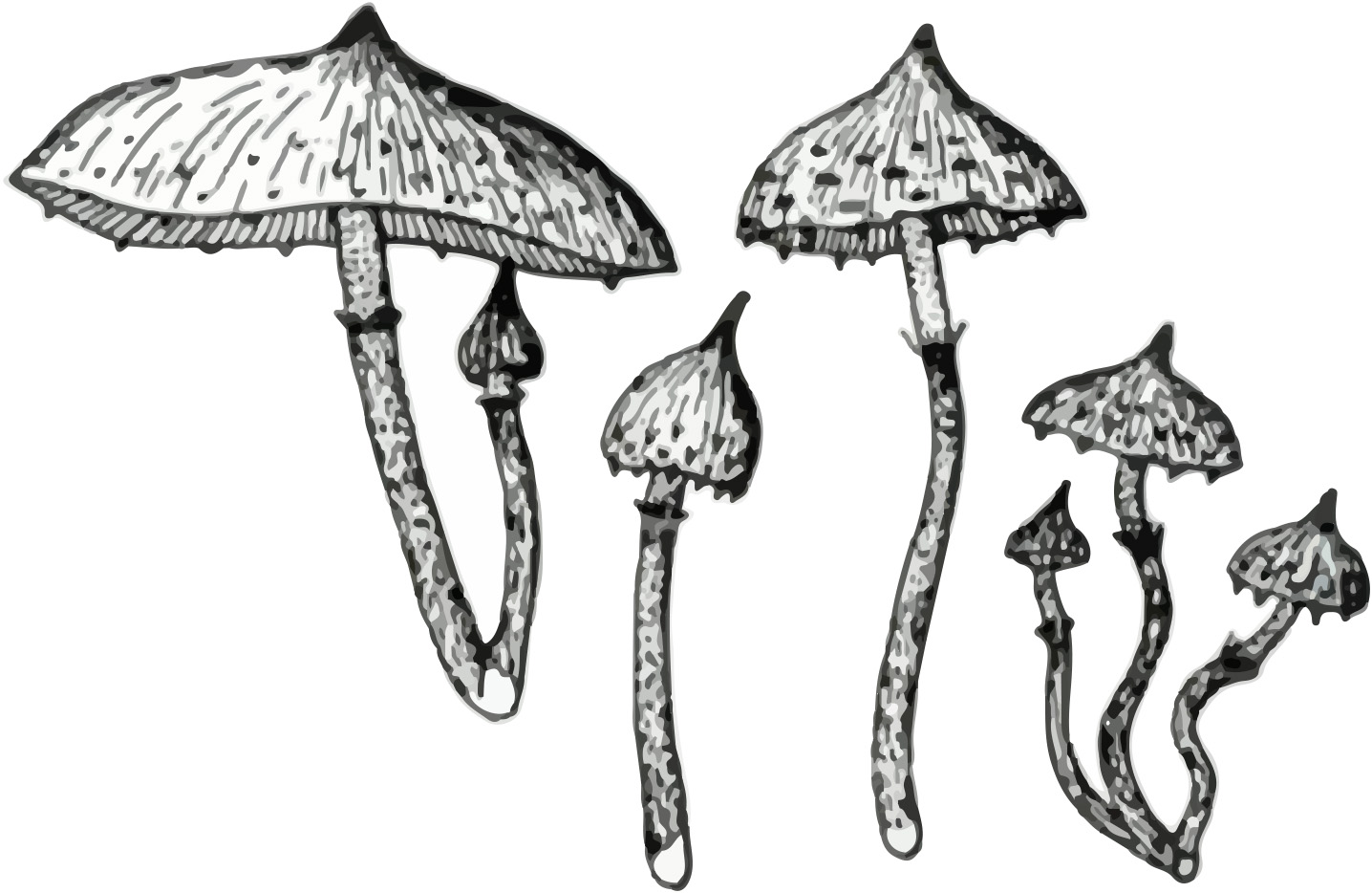 Psilocybe brunneocystidaita