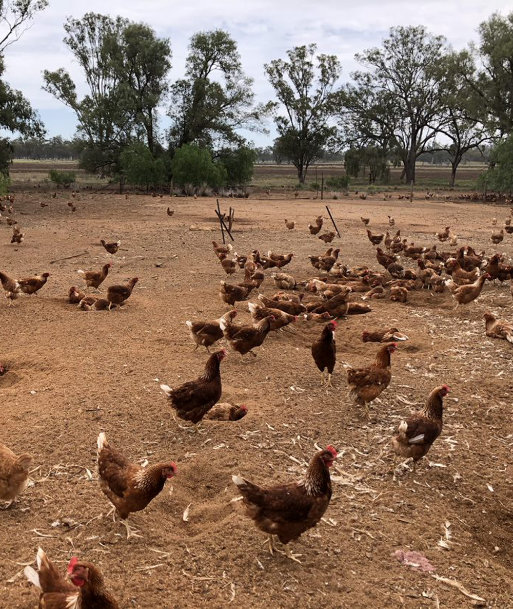 Chickens in a free range layer farm (c) Lida Omaleki
