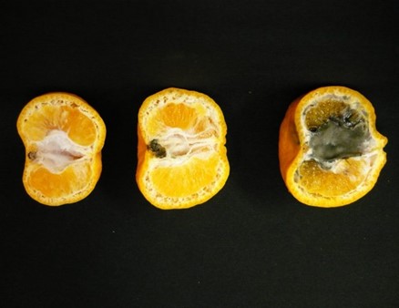 Figure 1 Black core rot in mandarin