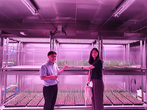 Members of the Korean research team who first discovered that light was critical to reduce the vernalization time in winter crops. Dr Dongjin Shin (left) and Dr Jin-Kyung Cha (right). 