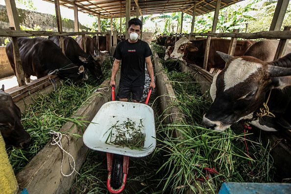 A farmer wheels a wheelbarrow to feed his cattle in Indonesia. 