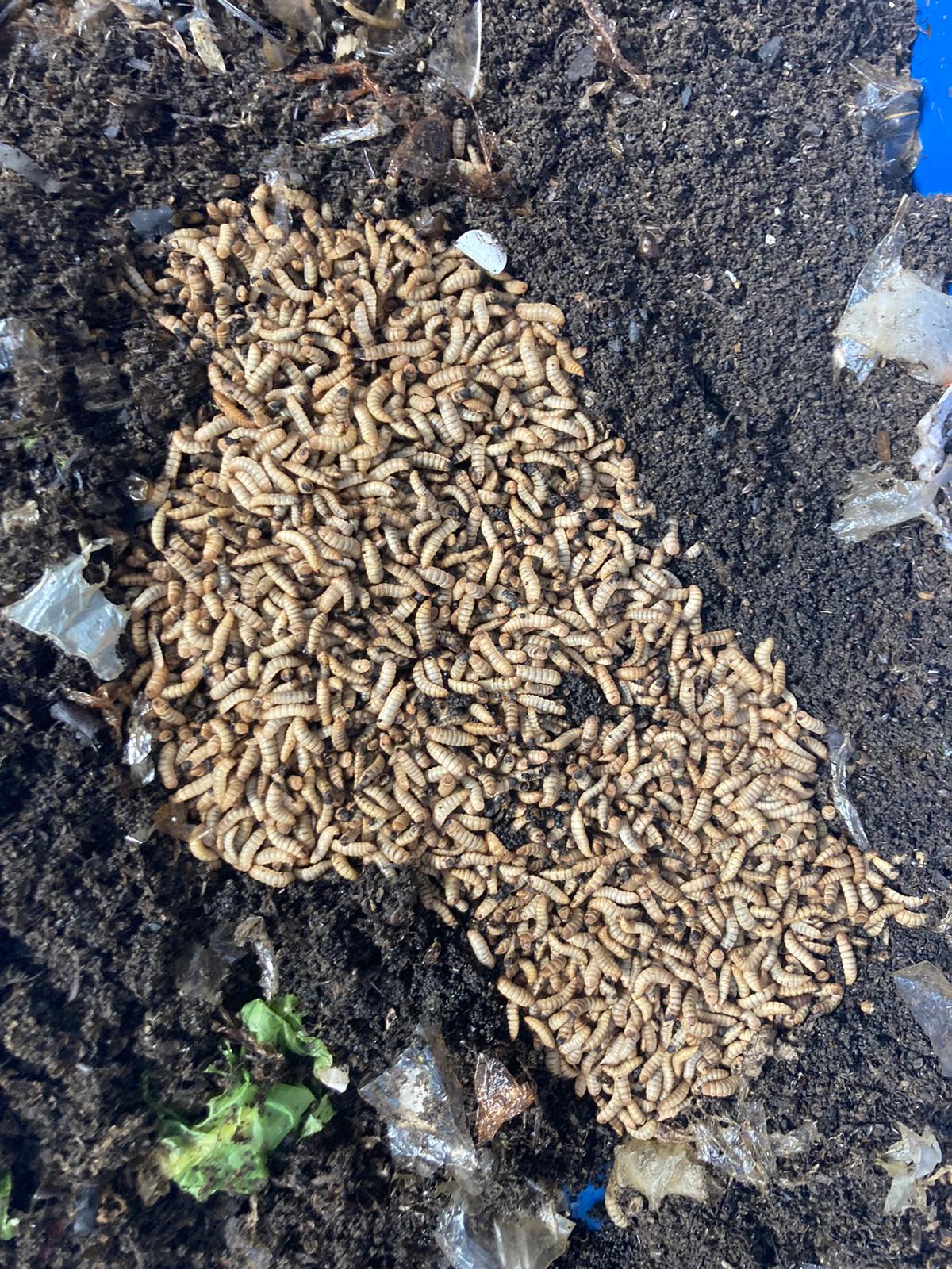 Black soldier fly larvae in frass 