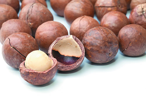 macadamia nuts on white background