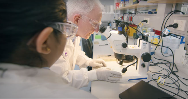 Prof Robert Henry in the laboratory bent over microscope