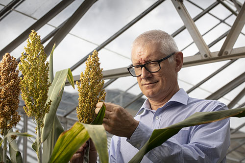 Professor Matthew Morell in the greenhouse looking at sorghum