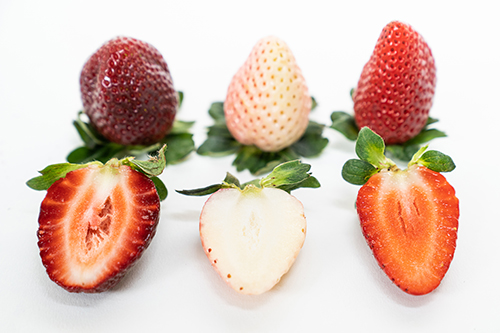 Three different strawberry breeds dissected 