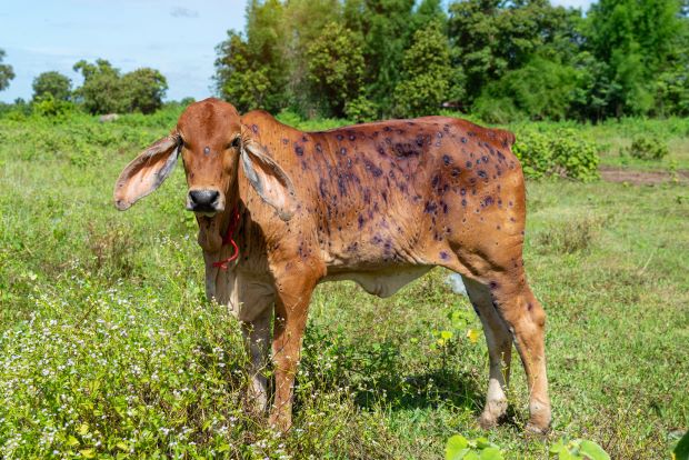 Cow with LSD markings. Image Adobe 