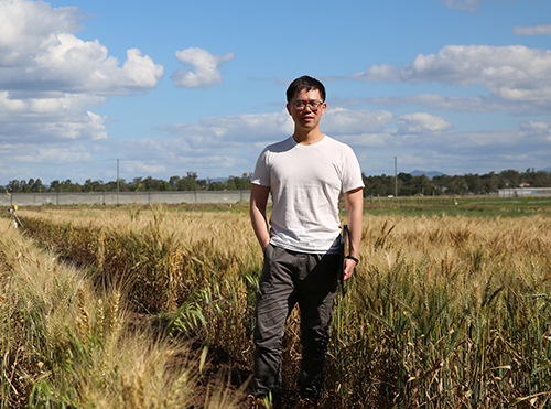 Dr Alex Wu standing in a crop field 