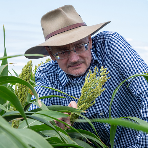 Prof Andrew Borrell in a sorghum field