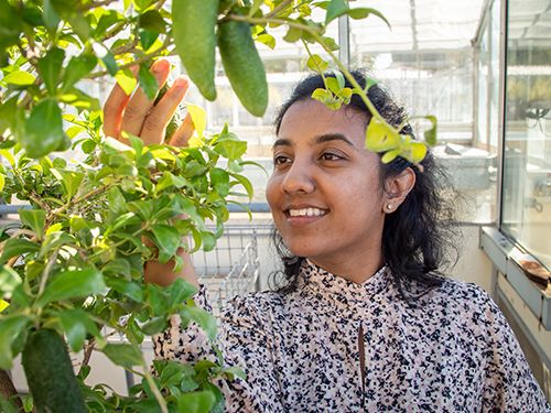 Headshot of Upuli Nakandala with a native lime tree