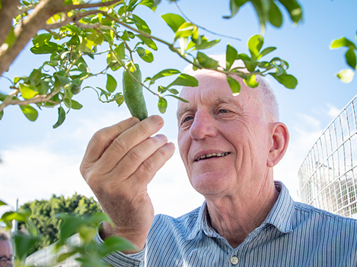 Prof Robert Henry looking at a native citrus tree