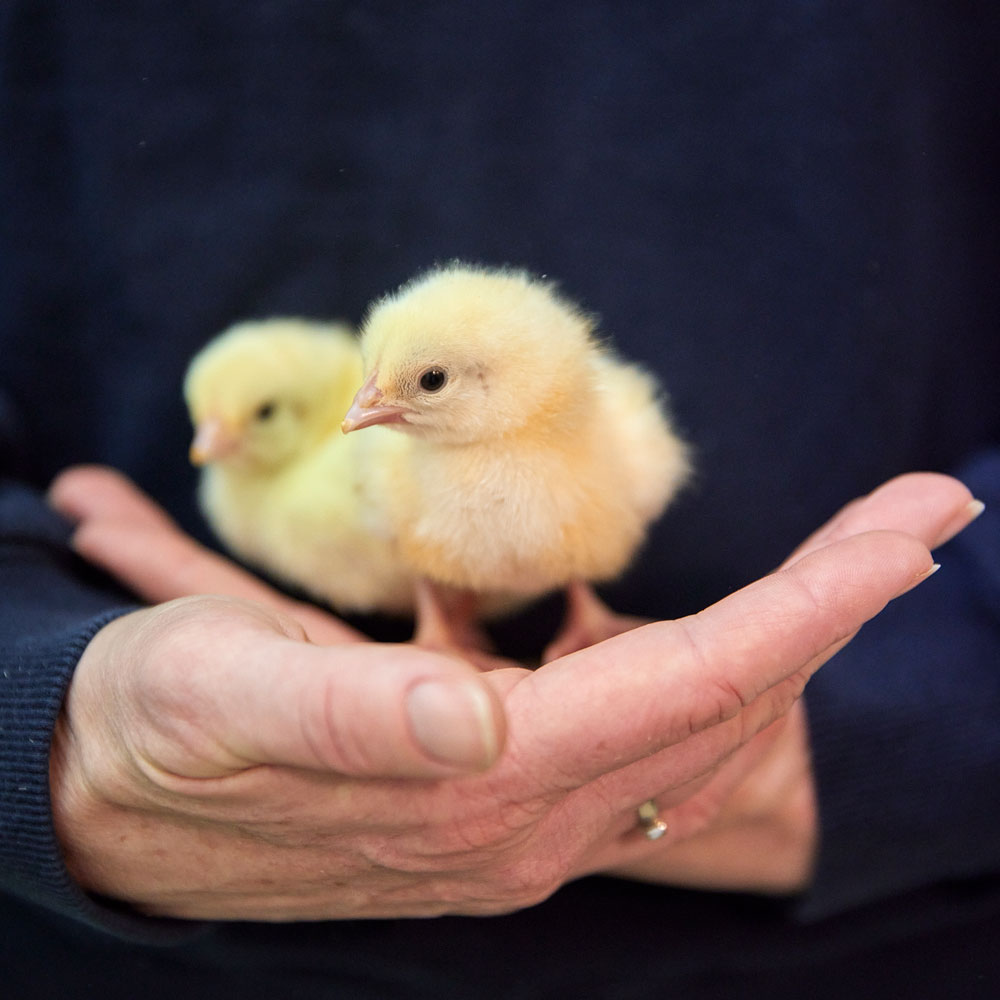 Hand holding some chicks