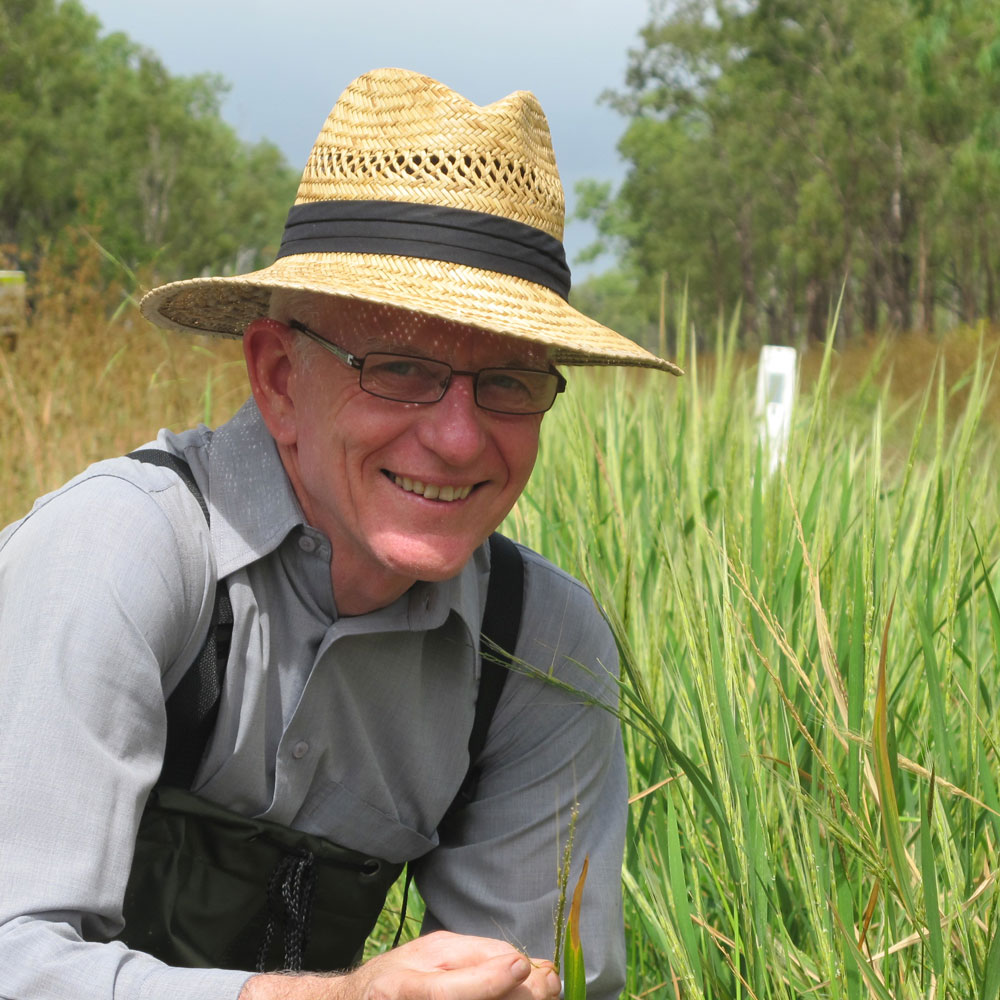 Professor Robert Henry squatting in a wild rice field 