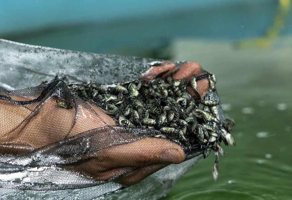 Hand holding net full of barramundi fingerlings (c) MainStream Aquaculture