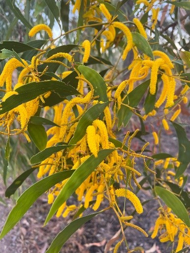 wattle seed trees with yellow flowers 