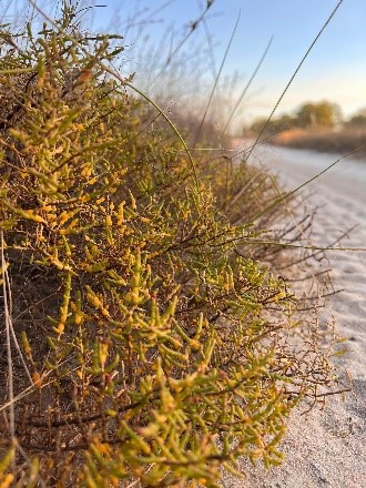 Saltbush 